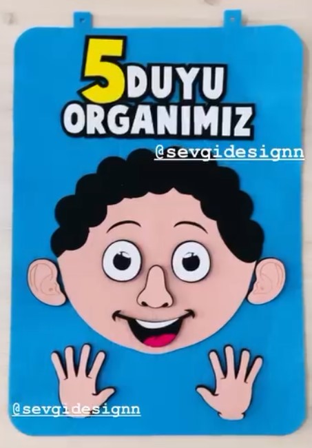 Duyu Organlarımız v1